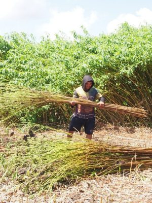 Agência de Desenvolvimento Sustentável do Amazonas (ADS) está realizando ação itinerante em municípios do interior do estado para facilitar o credenciamento de produtores no edital da Subvenção Econômica da Juta e Malva. Na segunda-feira e terça-feira (21 e 22/07), equipes do órgão estarão em Manacapuru (a 68 quilômetros da capital) orientando juticultores e malveiros quanto aos documentos necessários para participar do edital, que credencia para o repasse financeiro das safras 2025/2026. A diretora Técnica da ADS, Lionilde Gonzaga, informou que, ao longo desta semana, técnicos do órgão estiveram em Anamã, Anori, Beruri, Caapiranga, Codajás, Iranduba, Manaquiri e Parintins (distantes 165, 195, 173, 134, 240, 27, 60 e 369 de Manaus, respectivamente), realizando a ação. Lionilde Gonzaga explicou que esse trabalho tem como foco agilizar a entrega dos documentos e, principalmente, alcançar o maior número juticultores e malveiros. “Com a iniciativa, a ADS busca garantir que todos tenham a oportunidade de se habilitar ao credenciamento e assim estarem aptos a receberem os valores previstos no chamamento público’’, disse a diretora Técnica da ADS, informando que o edital da Subvenção Econômica da Juta e Malva segue aberto até terça-feira (22/07). Por meio dessa iniciativa, o Governo do Amazonas oferece um subsídio de R$ 0,60 por cada quilo das fibras comercializadas. Edital Este ano, os juticultores podem enviar os documentos necessários para o credenciamento para o e-mail: jutaemalva.ads@gmail.com, ou entregar de forma presencial na sede da ADS, localizada na avenida Carlos Drumond de Andrade, nº 1460, bairro Japiim, zona sul de Manaus. A previsão para divulgação da lista dos juticultores e malveiros credenciados será até o dia 29 de agosto. O edital completo pode ser consultado no site da ADS (https://www.ads.am.gov.br). Com informações da Agência Amazonas* Foto: Divulgação/ADS