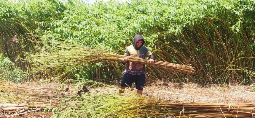 Agência de Desenvolvimento Sustentável do Amazonas (ADS) está realizando ação itinerante em municípios do interior do estado para facilitar o credenciamento de produtores no edital da Subvenção Econômica da Juta e Malva. Na segunda-feira e terça-feira (21 e 22/07), equipes do órgão estarão em Manacapuru (a 68 quilômetros da capital) orientando juticultores e malveiros quanto aos documentos necessários para participar do edital, que credencia para o repasse financeiro das safras 2025/2026. A diretora Técnica da ADS, Lionilde Gonzaga, informou que, ao longo desta semana, técnicos do órgão estiveram em Anamã, Anori, Beruri, Caapiranga, Codajás, Iranduba, Manaquiri e Parintins (distantes 165, 195, 173, 134, 240, 27, 60 e 369 de Manaus, respectivamente), realizando a ação. Lionilde Gonzaga explicou que esse trabalho tem como foco agilizar a entrega dos documentos e, principalmente, alcançar o maior número juticultores e malveiros. “Com a iniciativa, a ADS busca garantir que todos tenham a oportunidade de se habilitar ao credenciamento e assim estarem aptos a receberem os valores previstos no chamamento público’’, disse a diretora Técnica da ADS, informando que o edital da Subvenção Econômica da Juta e Malva segue aberto até terça-feira (22/07). Por meio dessa iniciativa, o Governo do Amazonas oferece um subsídio de R$ 0,60 por cada quilo das fibras comercializadas. Edital Este ano, os juticultores podem enviar os documentos necessários para o credenciamento para o e-mail: jutaemalva.ads@gmail.com, ou entregar de forma presencial na sede da ADS, localizada na avenida Carlos Drumond de Andrade, nº 1460, bairro Japiim, zona sul de Manaus. A previsão para divulgação da lista dos juticultores e malveiros credenciados será até o dia 29 de agosto. O edital completo pode ser consultado no site da ADS (https://www.ads.am.gov.br). Com informações da Agência Amazonas* Foto: Divulgação/ADS